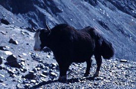 Yak