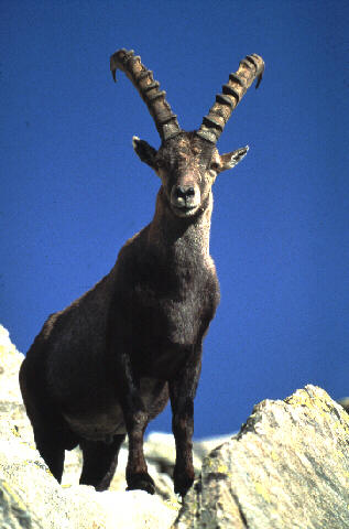 Ibex